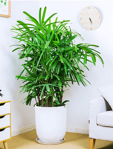 选植物租摆就找宁波奉化这家公司,超靠谱!